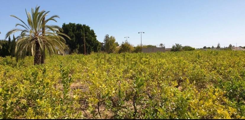 Pink Lemon House Bed & Breakfast Elche Luaran gambar