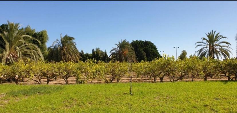 Pink Lemon House Bed & Breakfast Elche Luaran gambar
